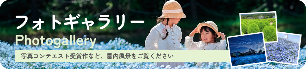 フォトギャラリー